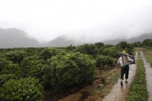 Piantagioni di caffè arabica