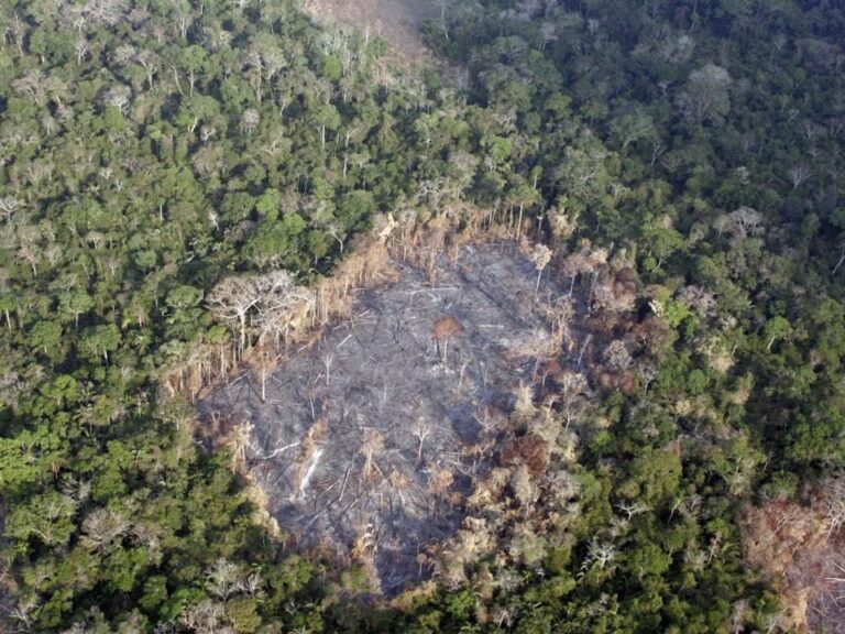 Deforestazione: raggiunto nuovo record di 30 milioni di ettari distrutti, pari alla superficie dell’Italia
