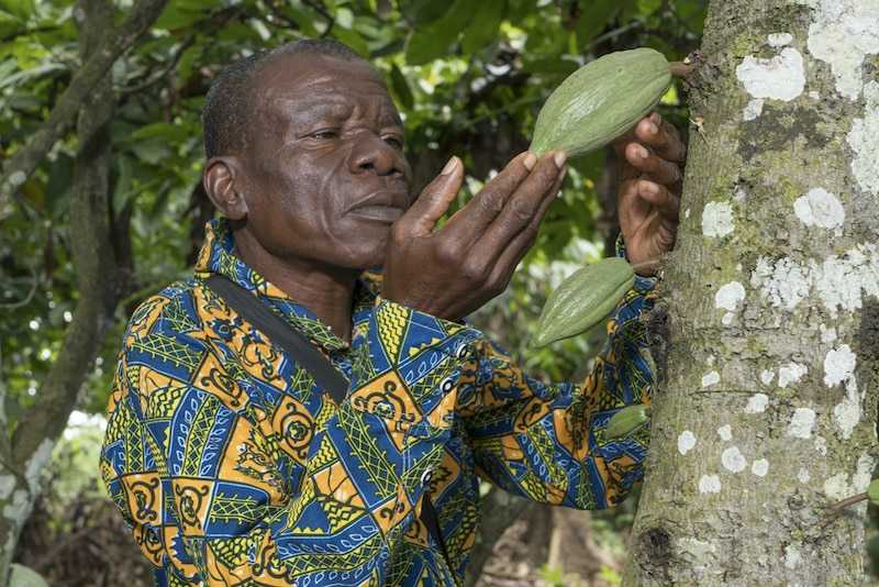 cacao