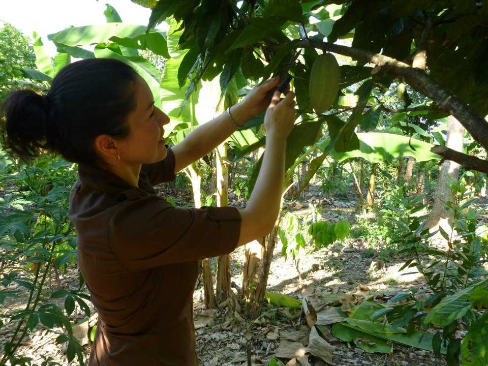 cacao slow food