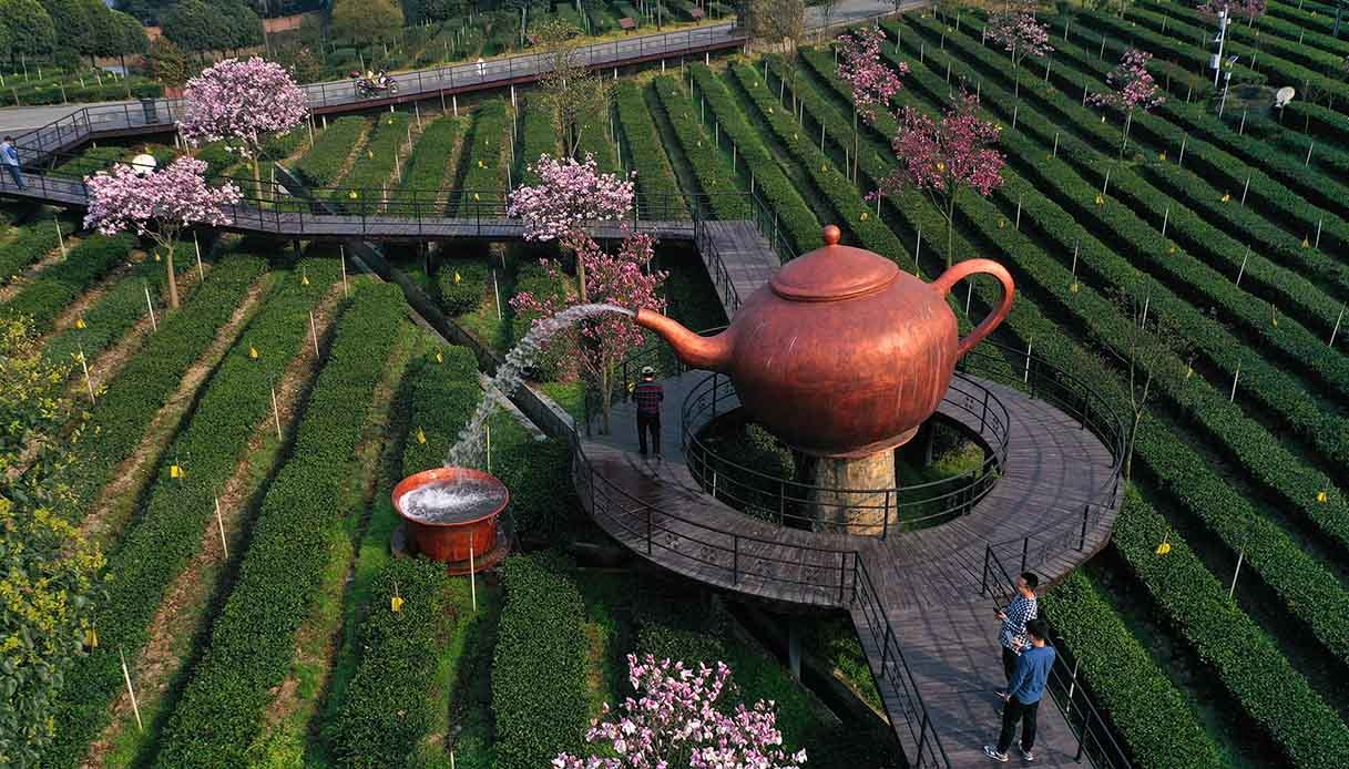 Tea Plantation In Yibin