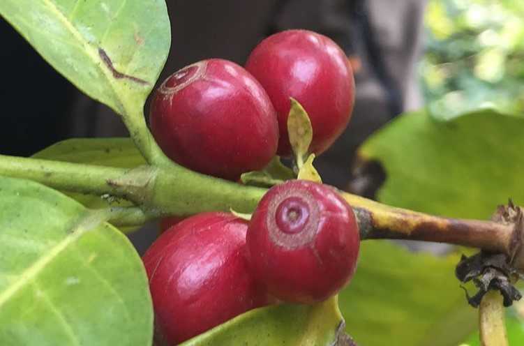 fermentazione controllata