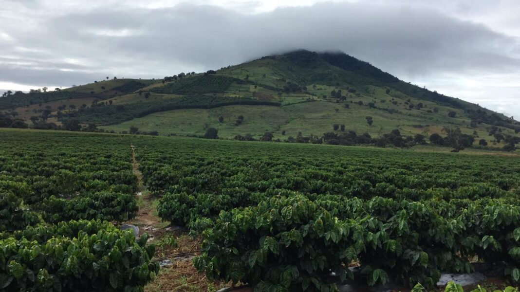 illycaffè Jardines de Babilonia in Guatemala