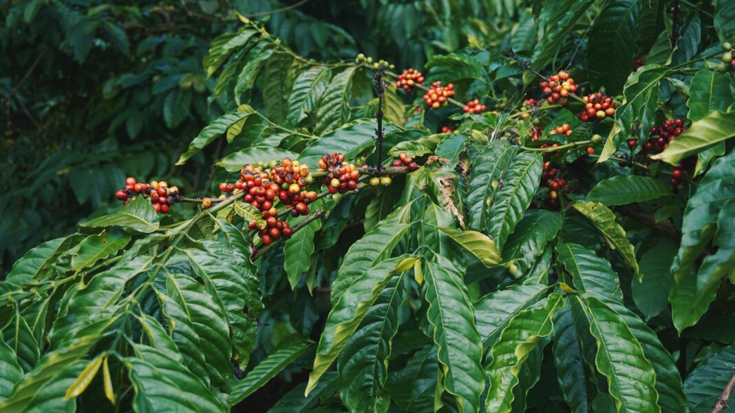Vietnam pianta di caffè
