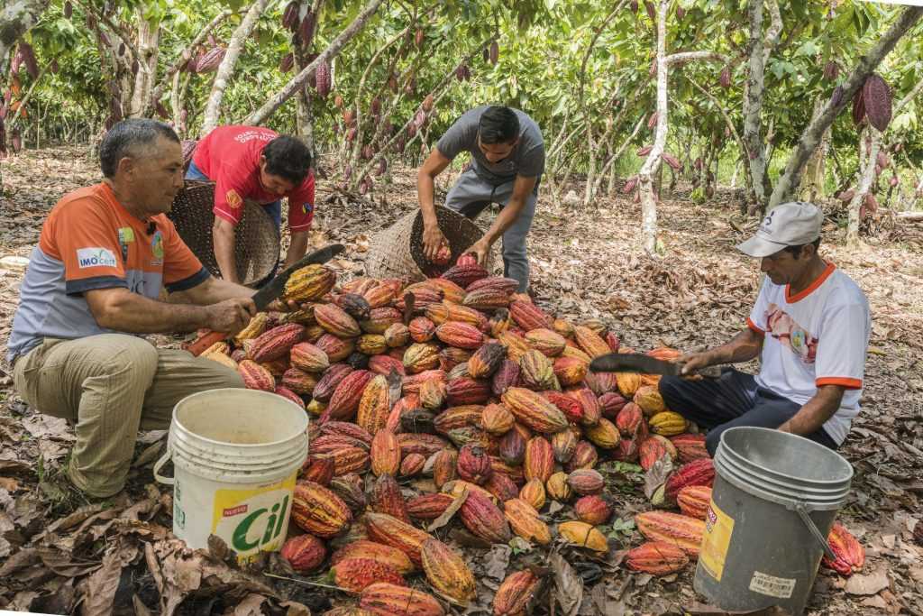 Raccolta cacao