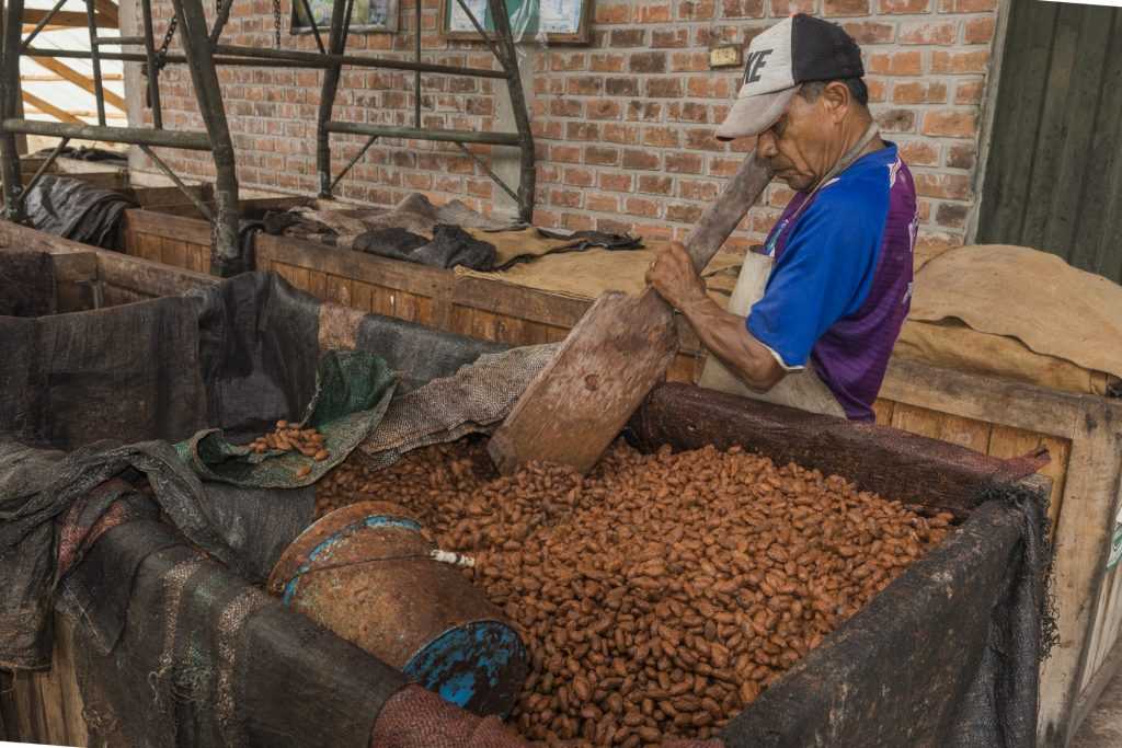 Fermentazione cacao fairtrade