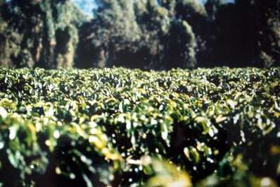 piantagioni di caffè xylella