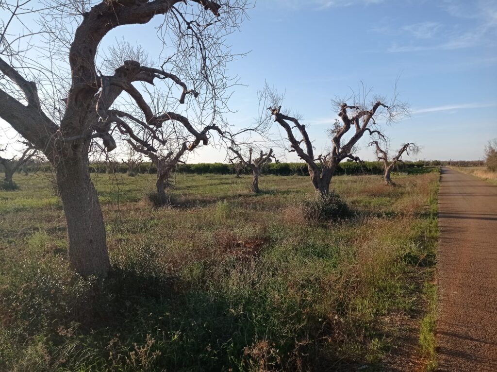 Xylella