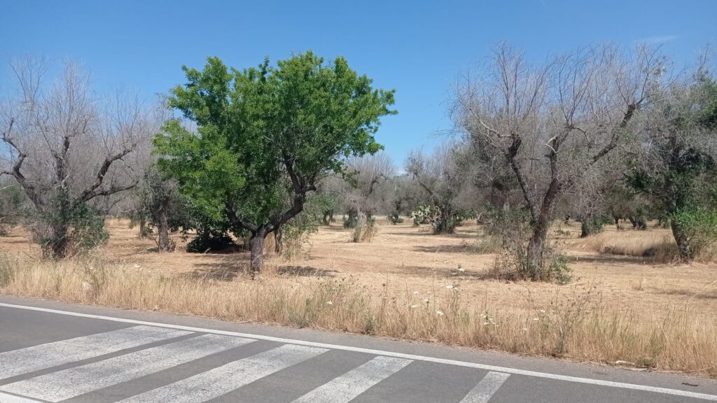 Xylella Puglia