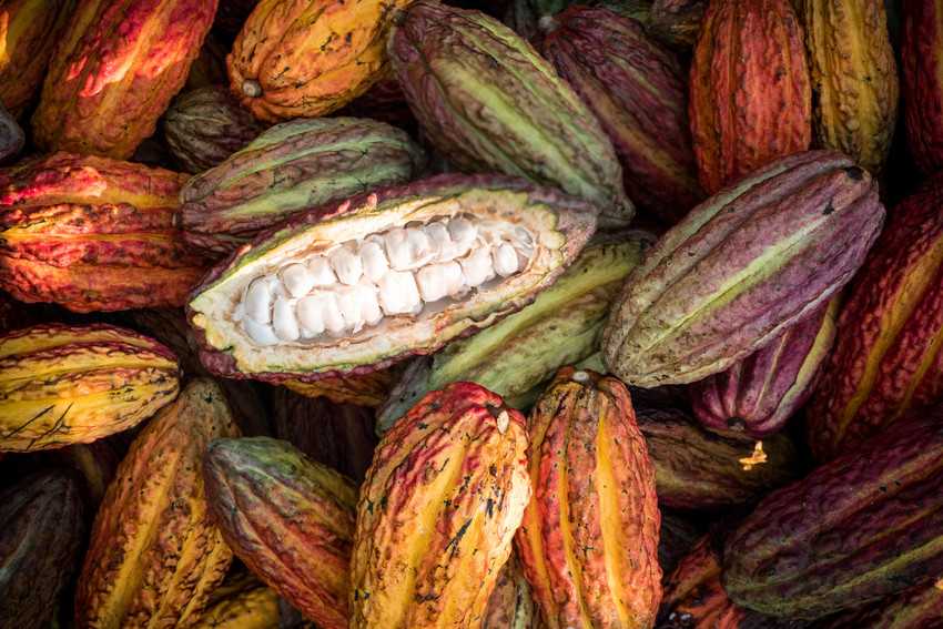 fairtrade cacao