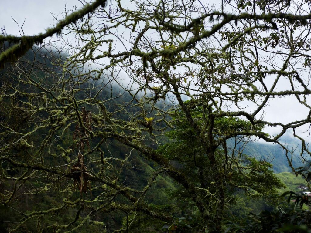 colombia caffè