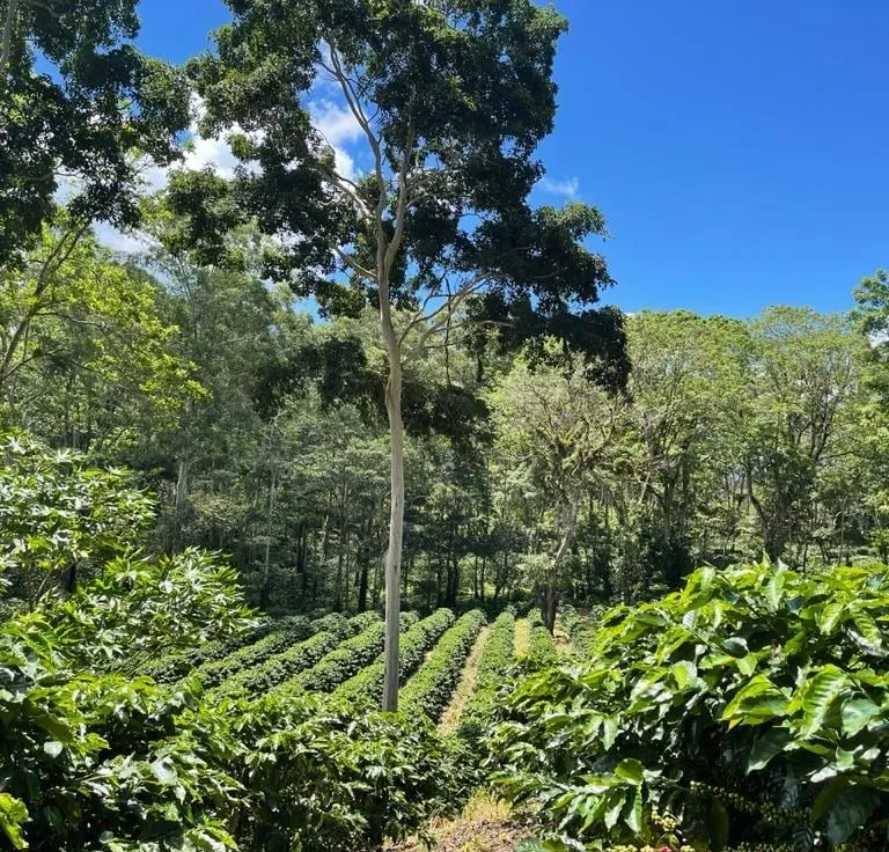 nkg finca