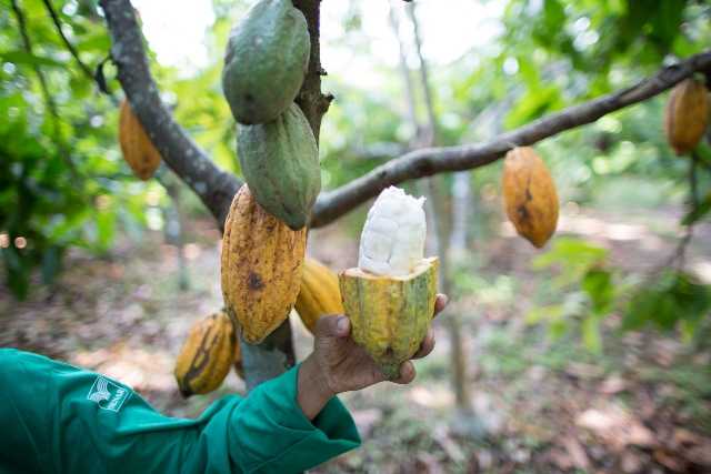 brasile cacao