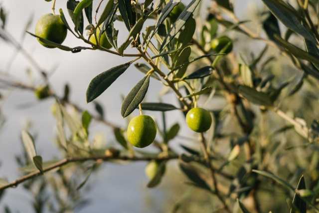 oleato olio d'oliva