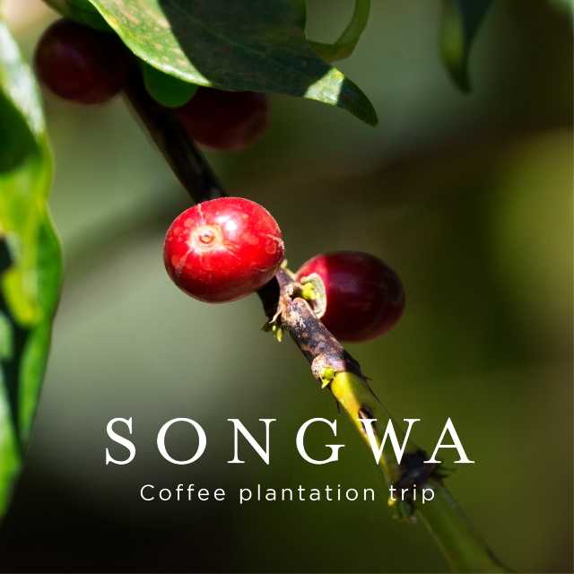 accademia caffè espresso songwa