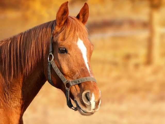 cavallo pixabay