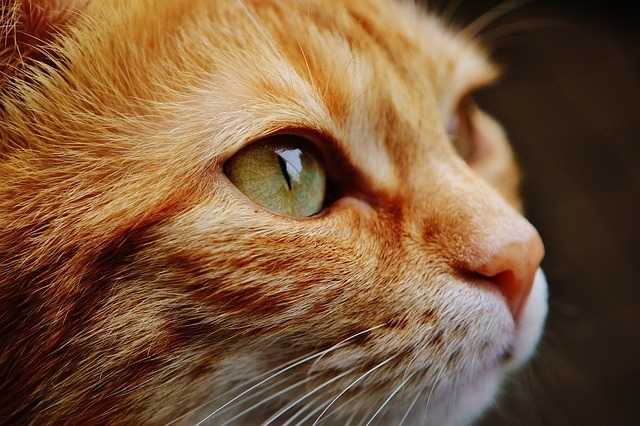 gatto pixabay gatti