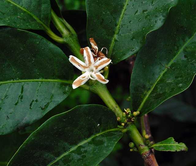 robusta Brasile
