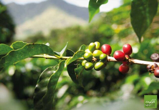 caffè verde sul ramo mercati