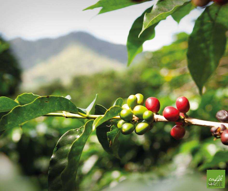 caffè verde sul ramo