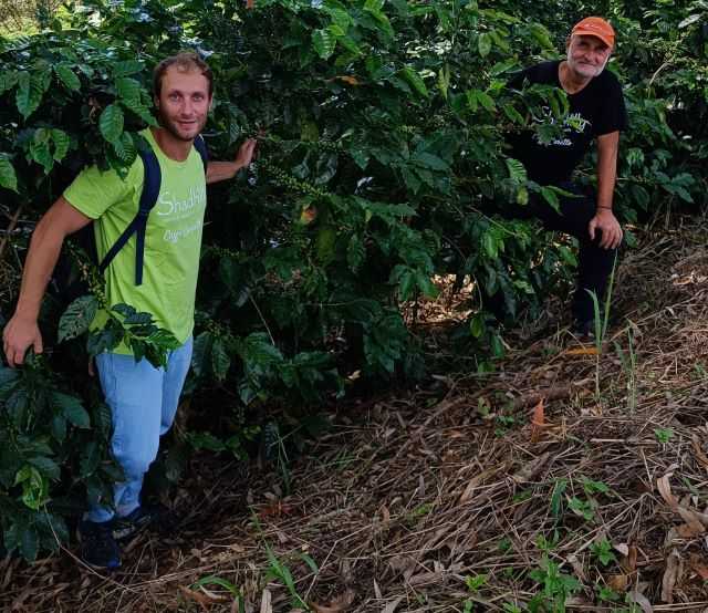 Il figlio Carlo a sinistra e il padre Massimo a destra, in piantagione, ecco Shadhilly (foto concessa)