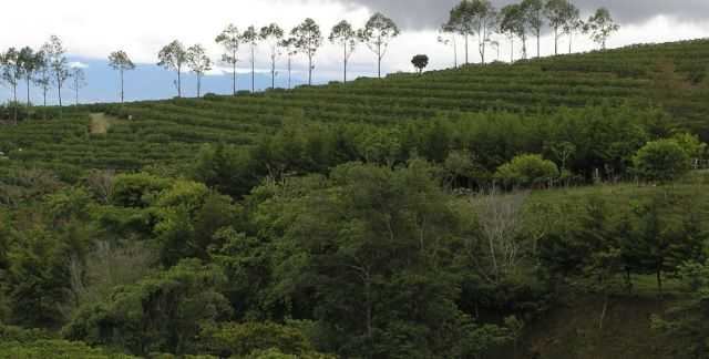 Ethiopian coffee landscape (foto concessa) illycaffè