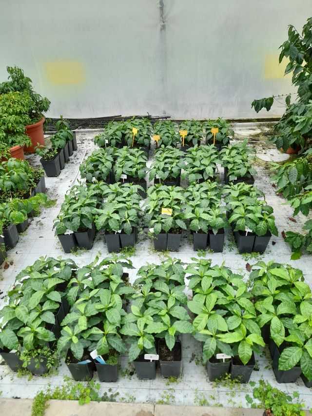 Il progetto sulle piante del caffè (foto concessa) simbiotica