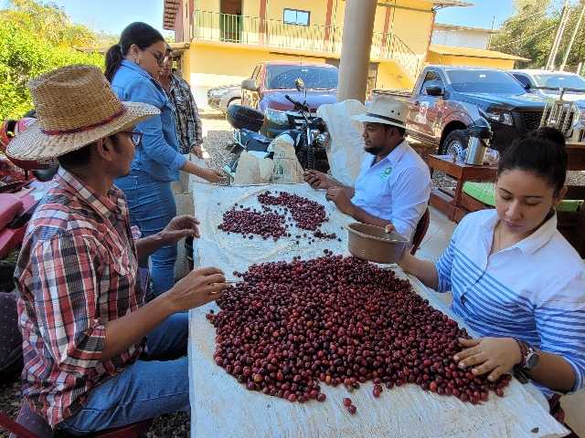 analisi accademia honduras