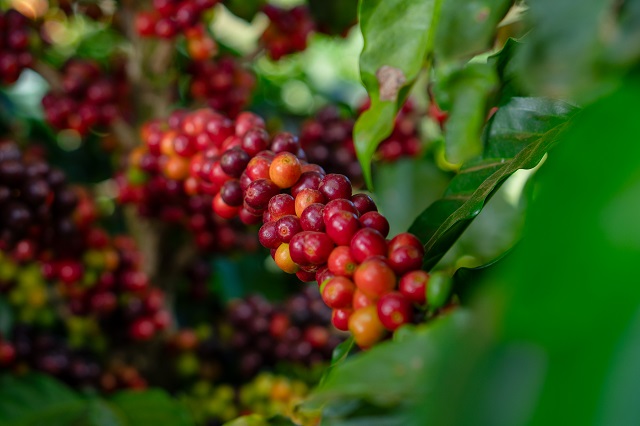 arabica