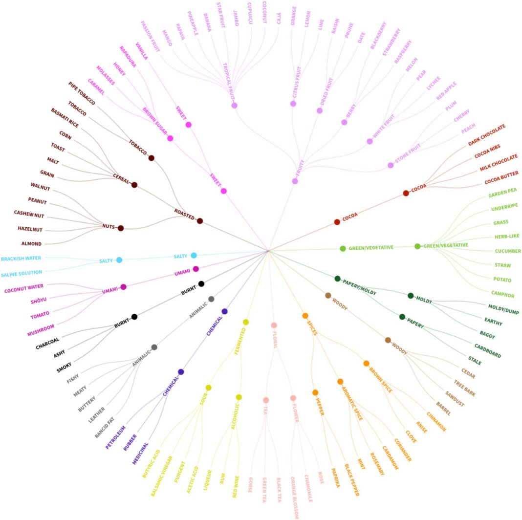 canephora flavour wheel