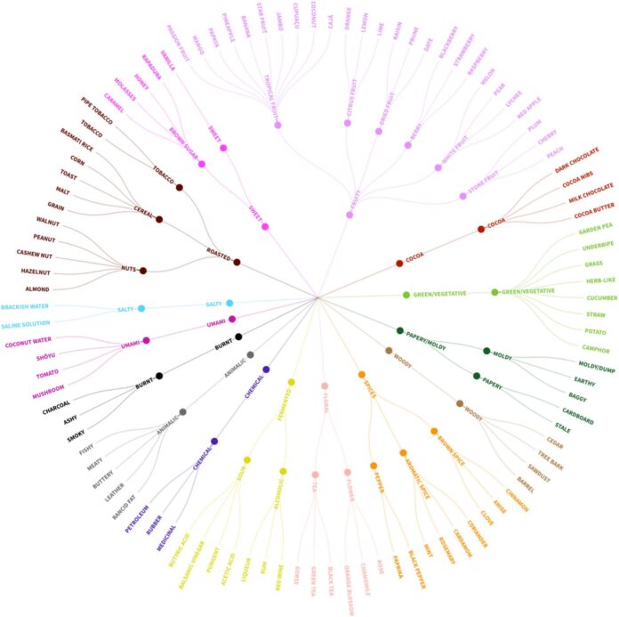 canephora flavour wheel
