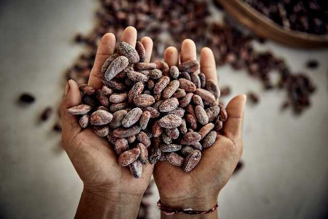 Valrhona, un modello di business positivo per la filiera del cioccolato