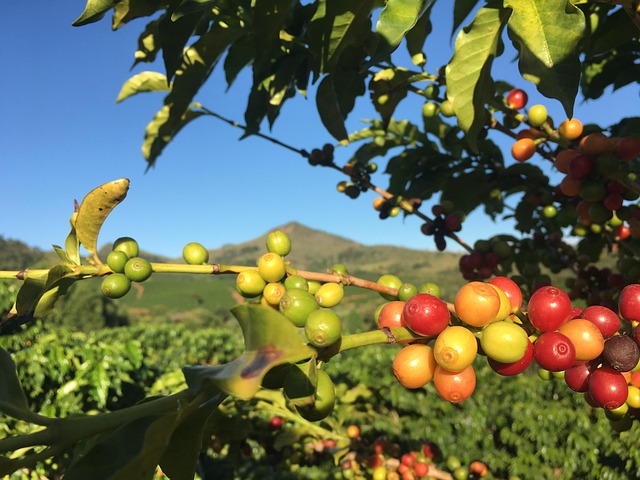 Caffè verde drupe maturazione deforestazione Brasile