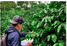 INHOLER riunisce le voci della filiera sul 1° caffè honduregno tricertificato, venduto anche in Italia: “Non un traguardo, ma un vero e proprio punto di partenza” Inholer
