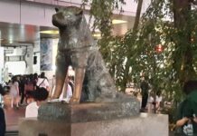 hachiko