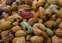 Fairtrade incrementa l’aiuto per i coltivatori di cacao in un contesto di continua incertezza per le oscillazioni dei prezzi fairtrade