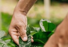 Olam Italia (ofi), Alessandro Mazzocco: “Sostenibilità è molto più di un’uscita sul bilancio” la sostenibilità per ofi