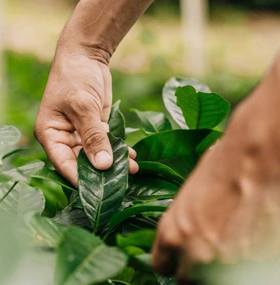 la sostenibilità per ofi
